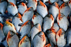 Fresh Phoenix catch displays silver beauties with vibrant orange fins.