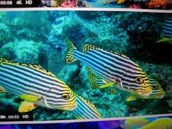 Two striped tropical fish swimming near coral reef underwater