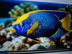 Colorful tropical angelfish swimming near coral reef in aquarium display