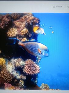 Colorful tropical fish swimming near vibrant coral reef underwater