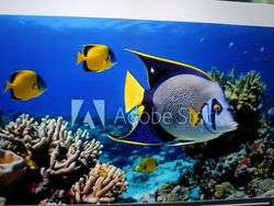 Colorful tropical fish swimming around coral reef in blue ocean water
