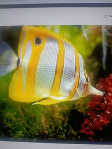 Yellow and white striped tropical fish swimming near coral reef underwater