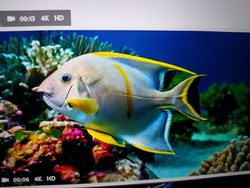 Colorful tropical fish swimming near vibrant coral reef underwater