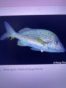 Nice white grunt with those classic yellow and blue stripes. Great action on the deep sea jigging today!