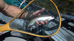 Cutthroat trout caught in Walterville