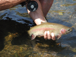 Stunning rainbow trout caught in OR