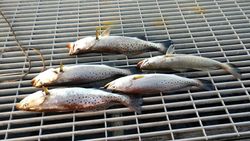 5 spotted weakfish caught in NC