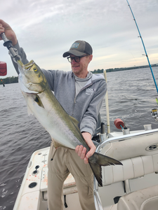 Nice bluefish on light tackle in New Bern!