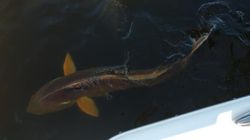 One fishing photo in New Bern