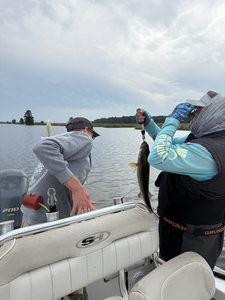 Nice catch using light tackle in New Bern today!