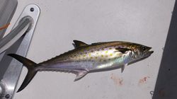 Spanish Mackerel fish caught while fishing in New Bern