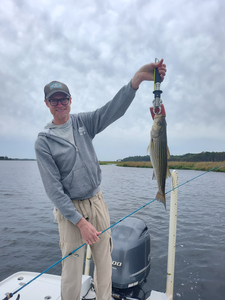 Nice striped bass caught on light tackle in New Bern today!