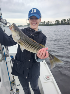 Nice striped bass caught using light tackle in New Bern!