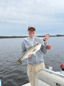Nice striped bass on light tackle in New Bern! Clear conditions made for an exciting adventure.