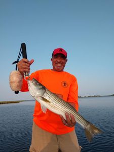 Striped Bass Caught in NC
