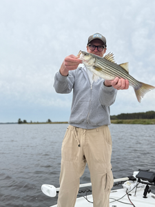 Nice striped bass on light tackle in New Bern today!