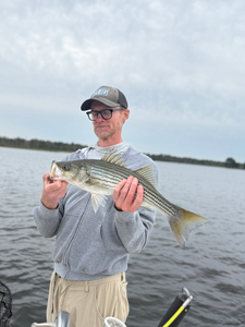 Nice striped bass on light tackle today!