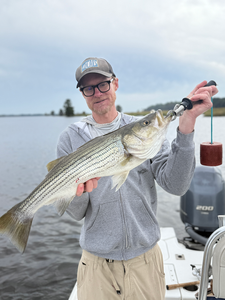 Nice striped bass on light tackle in New Bern! Clear conditions made for an exciting adventure.