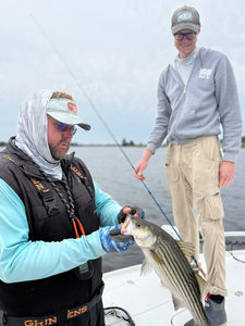 Nice striped bass on light tackle in clear conditions!