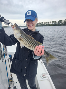 Nice striped bass on light tackle in New Bern!