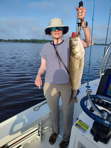 Battled this striped bass on light tackle - what an exciting catch!