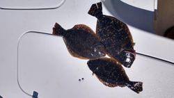 3 Summer Flounder fish caught in NC