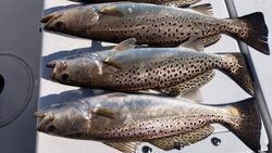 Three spotted weakfish caught while fishing in North Carolina