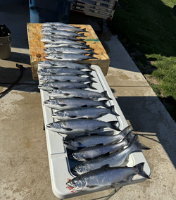 6 coho salmon caught in east chicago