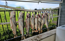 Seven Chinook Salmon caught during a fishing cruise in East Chicago
