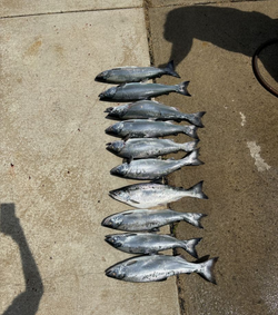 8 bluefish caught during cruises and fishing in East Chicago
