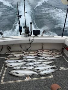 Three fish caught during cruises and fishing in East Chicago
