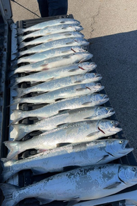 Six sockeye salmon caught during cruises and fishing in East Chicago