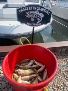 Bucket of Perch Catches in Lake Erie