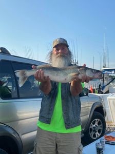 Sauger fish caught in Marblehead