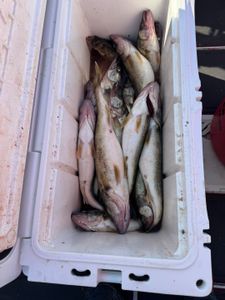 Two fish caught in OH during fishing trip