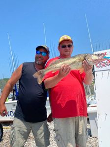 Walleye, 27-inch fish caught while fishing in OH