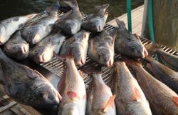 8 redfish caught in Port O'Connor
