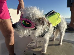Great fishing companion ready for adventure on the water! Clear skies and calm conditions in Port O'Connor.