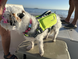 Best fishing companion ready for adventure! Clear conditions perfect for trolling and drift fishing.