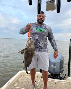A large black drum fish caught in LA