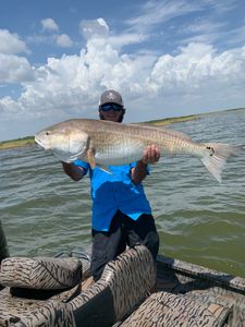 Redfish measuring 43 inches, caught while fishing in LA
