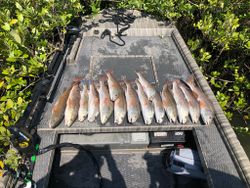 Six redfish and black drum caught in Cocodrie