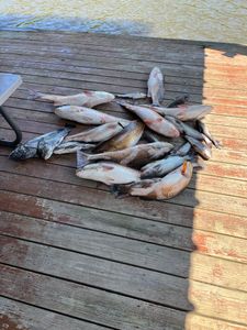 Four fish caught in Cocodrie, Louisiana during a fishing trip