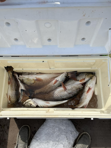 A scenic fishing scene with 3 fish caught in LA