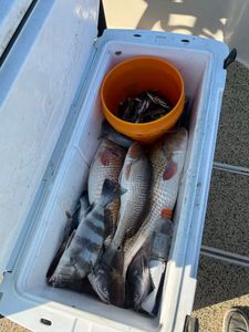 Two redfish and black drum fish caught in LA