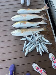 Cocodrie Fishing Haul 