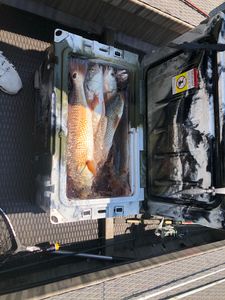 Redfish caught in Cocodrie