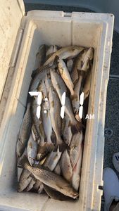 Three spotted weakfish caught while fishing in Cocodrie