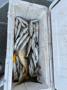 Four spotted weakfish caught while fishing in Cocodrie