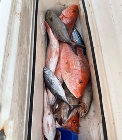 4 fish caught in the ocean in Ocean Springs